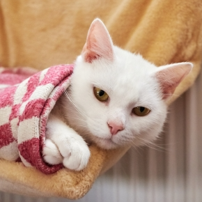 White cat in blanket lying in radiator bed