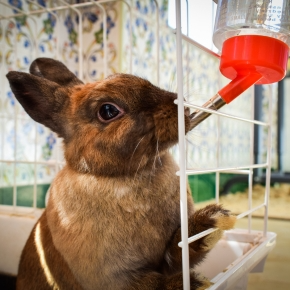 Rabbit drinking from a water bottle