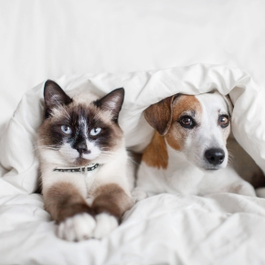 Dog and cat under a duvet