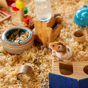 Hamster sat on hamster house surrounded by sawdust and toys