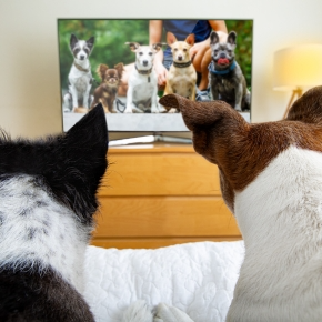 Two dogs watching dogs and their handler on a TV