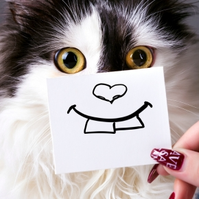 A cartoon drawing of a cat’s nose and teeth held in front of a cat’s face