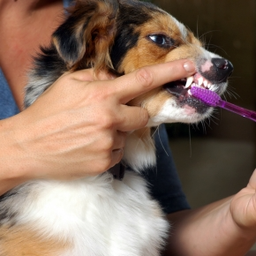 Dog being held having their teeth cleaned with a toothbrush
