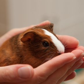 Guinea pig sat in a pair of hands