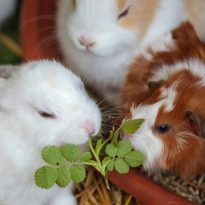 Rabbit and guinea pig eating greens