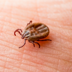 A tick