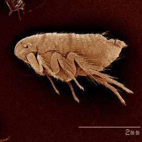 A flea