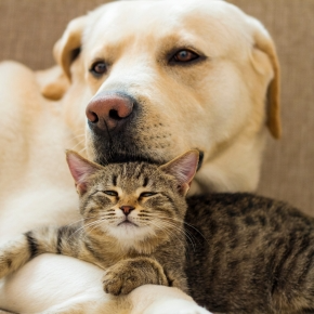 Adult dog and kitten snuggling together