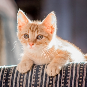 Kitten on back on a chair