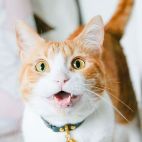 Cat with open mouth looking happy