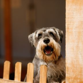 Dog behind a wooden gate barking