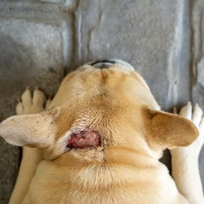 Looking down at a dog’s head with a hot spot open sore wound