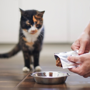 Cat walking towards a pair of hands squeezing wet cat food into a silver bowl on the floor