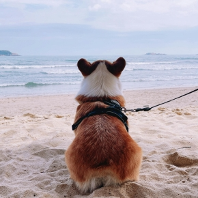 A corgi dog on a lead looking out to sea sat on a sandy beach