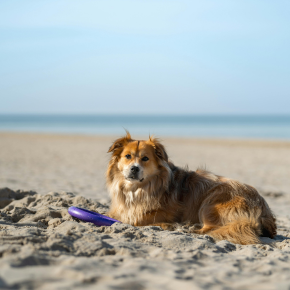 A dog lying in the sand on a beach