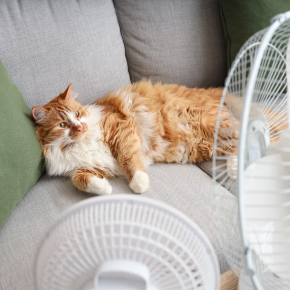 orange cat lying on a sofa in front of two fans