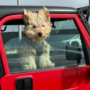 A dog with their head out the window of a car and fur blowing in the wind
