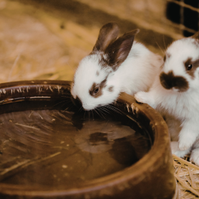 Two rabbits drinking from a water bowl in a straw enclosure