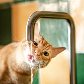 A cat drinking water out of a sink faucet