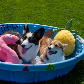 Two dogs sitting in a paddling pool outdoors