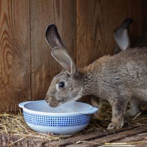 A rabbit drinking out of a water bowl in a wooden enclosure with hay