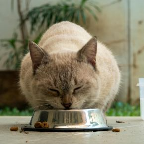 A cat eating dry food from a metal bowl
