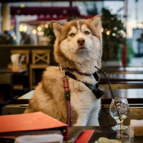 Dog sitting at a table at a restaurant with a glass and straw
