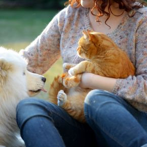 A person holding a ginger cat on their lap with a white dog next to them