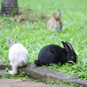 3 rabbits pottering on grass