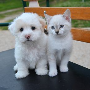 A white puppy and kitten sitting on a park bench