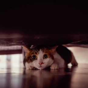 A cat hiding under furniture
