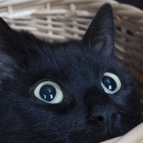 A black cat with a cautious expression