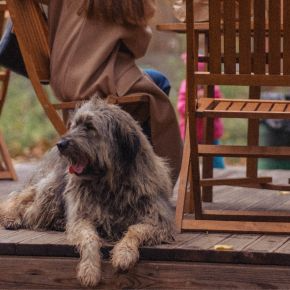 A brown dog sitting on a wooden patio outdoors next to people sat on wooden seats